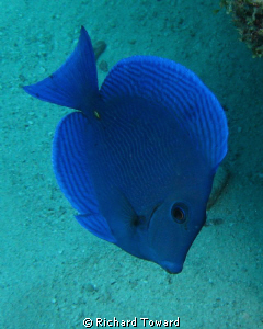 Blue Tang - Just caught the wee guy as he swam past by Richard Toward 